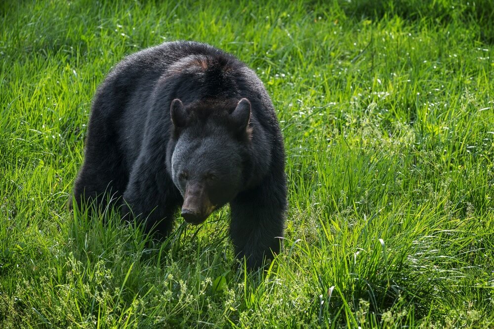 Foraging Black Bear, Great Smoky Mountains