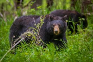 black bears in grass