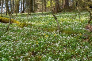 spring flowers