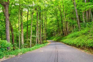 
roaring fork motor nature trail road